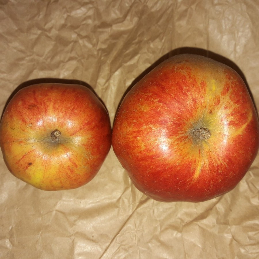 This is the sound I recorded while eating an apple, it's very clear and representative.While recording, I tried to avoid breathing, which gave me a very pure sound of eating an apple.