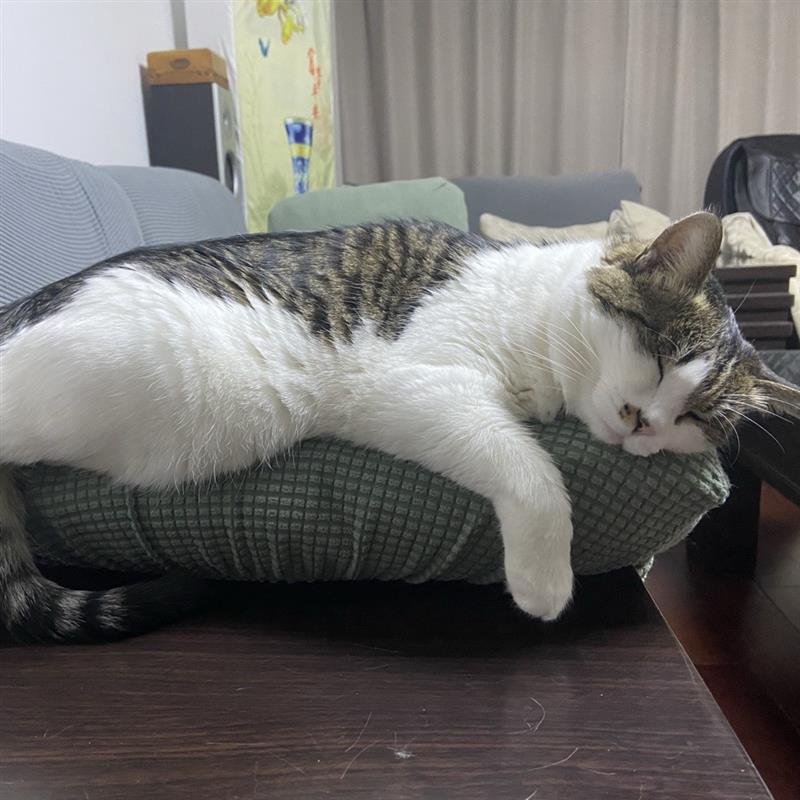 My cats love to purr, especially when they are feeling happy or comfortable, and they make regular purring sounds. I also enjoy listening to this sound as it is a signal that they are content and healthy.